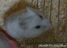 �͂�������낤�Ƃ��Ă��܂�