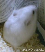 �V�����ɃA�^�b�N��������