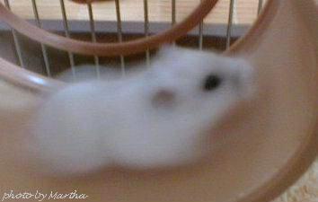 �܂킵�Ԃő��鑖��