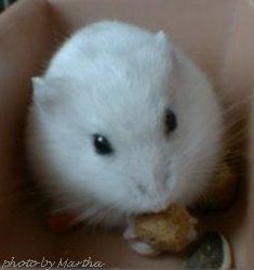 �y���b�g��H�ׂĂ�