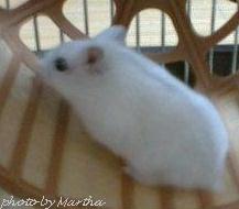 �܂킵�Ԃ̏��