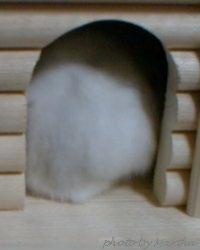 �����̓����ɐጩ�啟�d�d