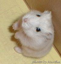 ���グ�Ă��܂��d�ӂ�ӂ�̖сd