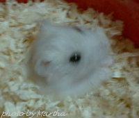 �ڂ��Ă��܂����d�d�j���ł�悤