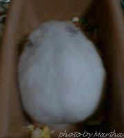 �������̒����p�d�d�i�O�O�G