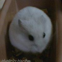 �O�ɂ������悤�Ȏʐ^�����������d�d