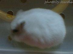 �ɂڂ���H�ׂĂ���Ղ�ӂ��[��