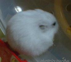 �΂ߌォ��̎p�d�d