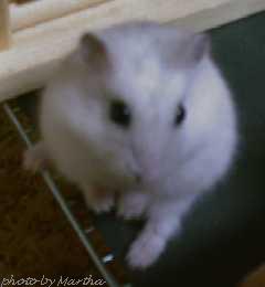 ������Ƃ������ށd�d