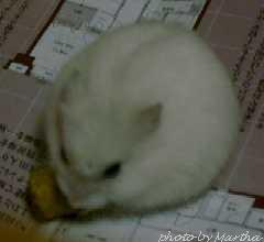 �ł��Ȃ��d�d