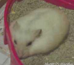 �̂��`���d�d