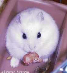 �s�[�i�b�c��D���I�`���ɔ���ނ��܂�