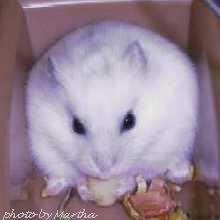 �悵�A�ނ����d�d���񒣂��ĐH�ׂ�(��)