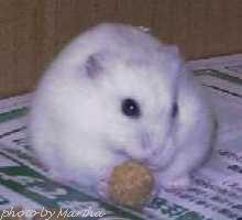 ����ς�Ȃ�ƂȂ����񒣂��ĐH�ׂĂ���(��)