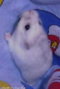 �̂ڂꂻ�����ȁ`