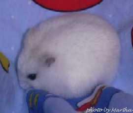 �Ȃ����d�d���������d�d