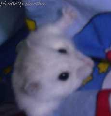 �̂ڂ��Ă�那�`