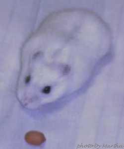 �s�[�i�b�c�������I