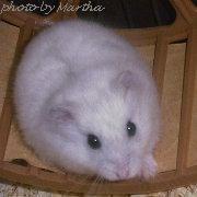 �܂킵�Ԃ̏��