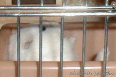 �u����Ă��v�����Ă��ė������d