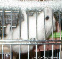 �P�[�W�̓V��ɂ����݂�