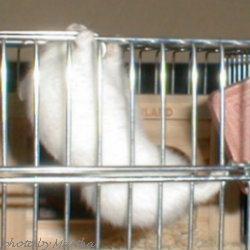 �u����Ă��v������d�d