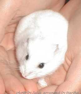 ����̏��