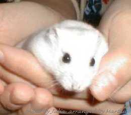 �g�����o���Ă��銴���d�d