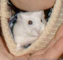 ���̒�����