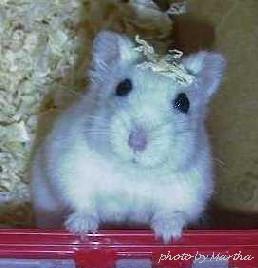 ���̏�Ƀ`�b�v���������