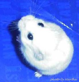 �Q�{���ŗ��I