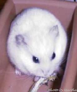 �ɂڂ���D��