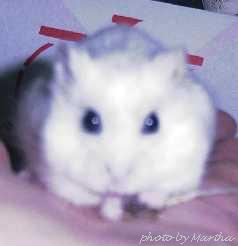 �ɂڂ����������