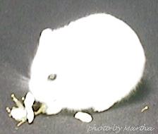 ���̉Ԃ̍炭���d�d