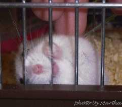 �C�̂������d�d�������������`�i���������d�d�j