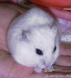 �͂��͂��`