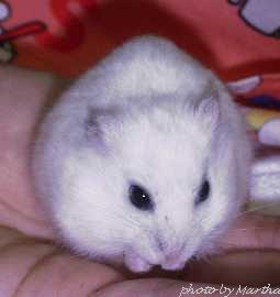 ����������Ɓd�d