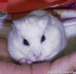 �Ō�܂ł��ꂢ�ɐH�ׂ��Ⴄ